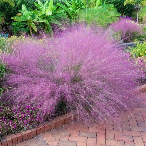 Muhlenbergia Capillaris, Pink Muhly, Pink Pot, Pink Live, Spring Hill Nursery, Perennial Grasses, Fountain Grass, Meadow Garden, Winter Plants