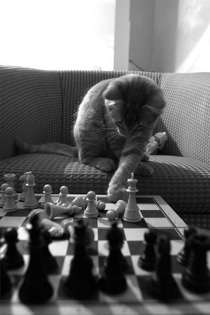 Chess Aesthetic, Battle Chess, Chess Queen, Cat Stories, Art Light, Fun Fun, Cat Boarding, Secret Society, Black And White Aesthetic