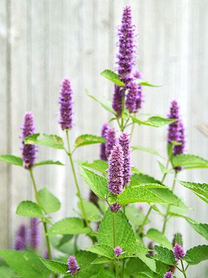 Anise Hyssop. (This plant is the best, it smells like black licorice. We plant some every year!) Perennial Border Plants, Fall Garden Planting, Fall Blooming Flowers, Anise Hyssop, Rabbit Resistant Plants, Drought Tolerant Perennials, Gardening Zones, Border Plants, Have Inspiration