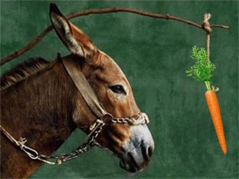 Forget the “Carrot and Stick” Approach! - http://www.adrtoolbox.com/2018/11/forget-the-carrot-and-stick-approach/ Donkey Images, Loss Aversion, Keep On Keepin On, Float Your Boat, Historical Novels, Student Motivation, Long Distance Relationship, Good Good Father, Carrots