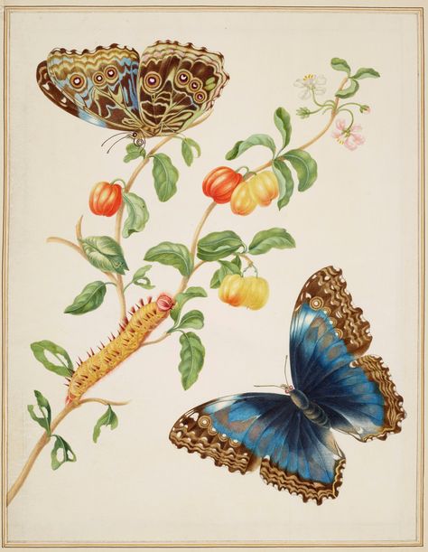 Three hundred years after her journey into the South American rainforest to observe its plants and insects, Merian’s vibrant paintings are to go on public display. An exquisite response to nature, they reveal an artist ahead of her time. Maria Sibylla Merian, Fauna Illustration, Vintage Butterfly Print, Nature Artists, Morpho Butterfly, Blue Morpho, Scientific Illustration, Vintage Butterfly, Vintage Botanical