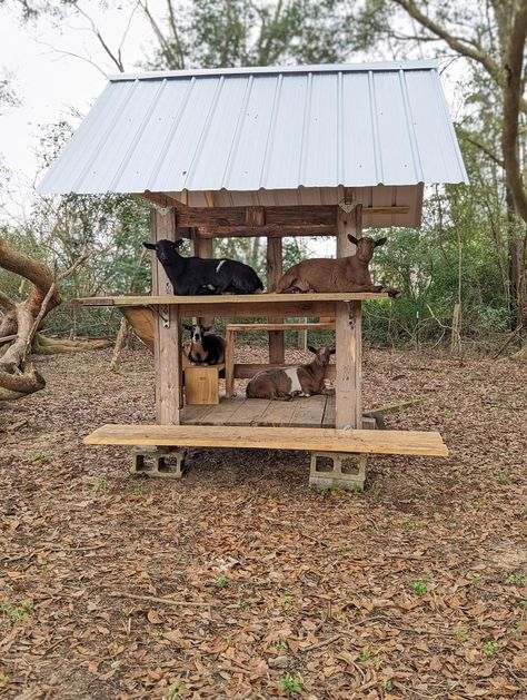 Strawberry Bag Pattern, Almond Joy Bites, Goat Playground, Goat Toys, Goat Shed, Goat Pen, Livestock Shelter, Goat Shelter, Strawberry Bag