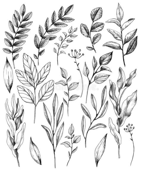 Hand Drawn Leaves of Wild Plants Set. Hand drawn set of branches and leaves of w #Sponsored , #ad, #sponsored, #Leaves, #Hand, #Plants, #Wild Different Leaves Tattoo, Leafy Plant Drawing, Branch With Leaves Tattoo, Leave Branch Tattoo, Filler Leaves Tattoo, Line Work Leaves Tattoo, Wild Plants Drawing, Plant Leaves Illustration, Leaves On Hand Tattoo