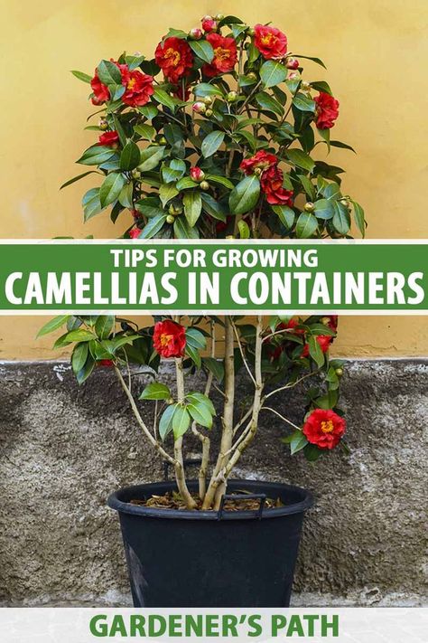 A close up vertical image of a camellia plant with bright red flowers growing in a black plastic container set outside a residence. To the center and bottom of the frame is green and white printed text. Camelia Tree, Landscape Planters, Yuletide Camellia, Camellia Tree, Front Porch Plants, Camellia Plant, Short Trees, Homestead Gardening, In From The Cold