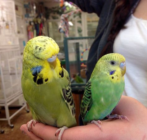 #parakeet and English Budgie English Budgie, Budgies Parrot, Budgie Bird, Australian Parrots, Budgies Bird, Budgie Parakeet, Bird Quotes, World Birds, Funny Parrots