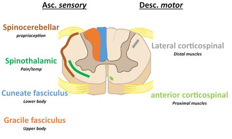 Spinal Tracts Pathways, Spinal Tracts, Pta School, Muscle Body, Spinal Cord, Scientific Illustration, Med School, Chiropractic, Biology