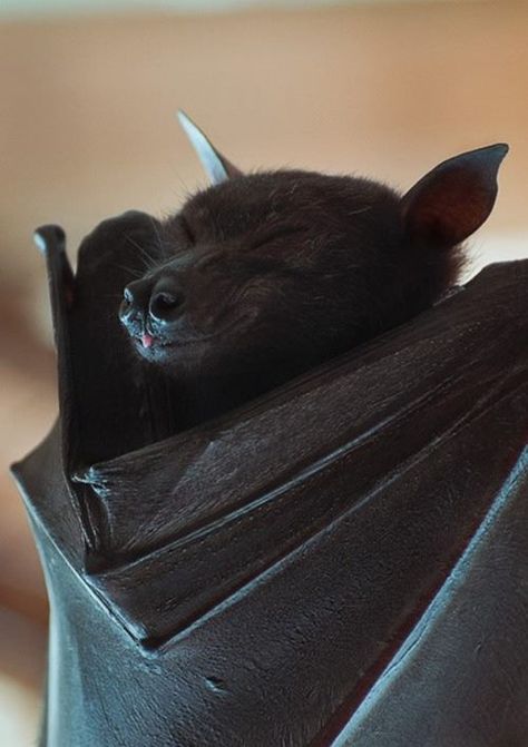 Couldn't post this in r/blep, but I hope r/aww will like a cute bat blep. Fox Bat, Fruit Bats, Cute Bats, Bat Flying, Flying Fox, Fruit Bat, Baby Bats, Cute Bat, Black Bat