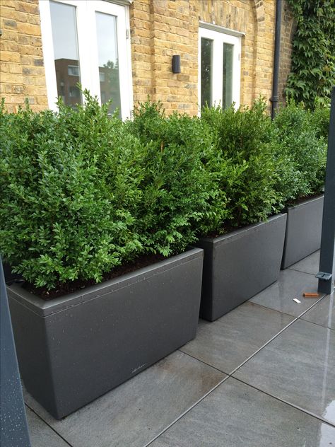 Natural Buxus planted in barrier planters to create natural green hedge/fence between apartments on a terrace Hedge Fence, Long Planter, Balcony Ideas Apartment Outdoor, Privacy Plants, Tub Bathroom, Balcony Ideas Apartment, Small Balcony Decor, Backyard Spaces, Rooftop Garden