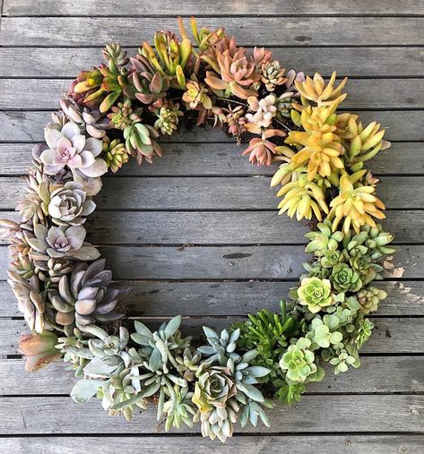 Have you been intrigued by succulent wreaths? I love the ombre effect of this one I made so I am sharing the how-to with you today.