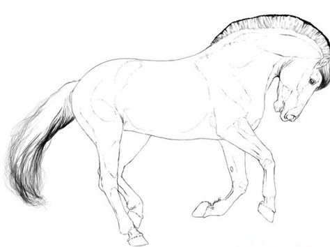 Norwegian Fjord Horse Norwegian Fjord Horse, Horse Sketches, Horse Art Drawing, Fjord Horse, Anatomy Sculpture, Horse Sketch, Horse Anatomy, Horse Coloring Pages, Horse Drawing