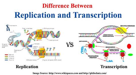 Difference between Replication and Transcription. DNA replication is the process of making two daughter strand while Transcription is synthesis of RNA. Dna Transcription, Biology Lesson Plans, Microbiology Study, Biology College, Mcat Study, Biology Worksheet, Transcription And Translation, Dna Replication, Study Biology