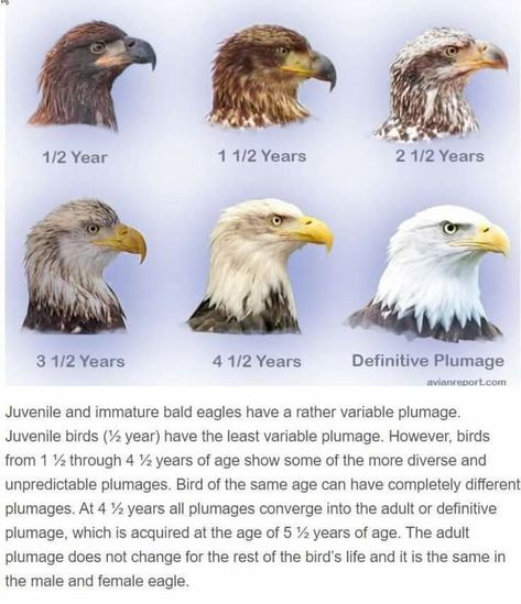 Juvenile Bald Eagle, Haliaeetus Leucocephalus, Bird Identification, Bald Eagles, Golden Eagle, Animal Facts, Backyard Birds, Birds Of Prey, Bird Watching