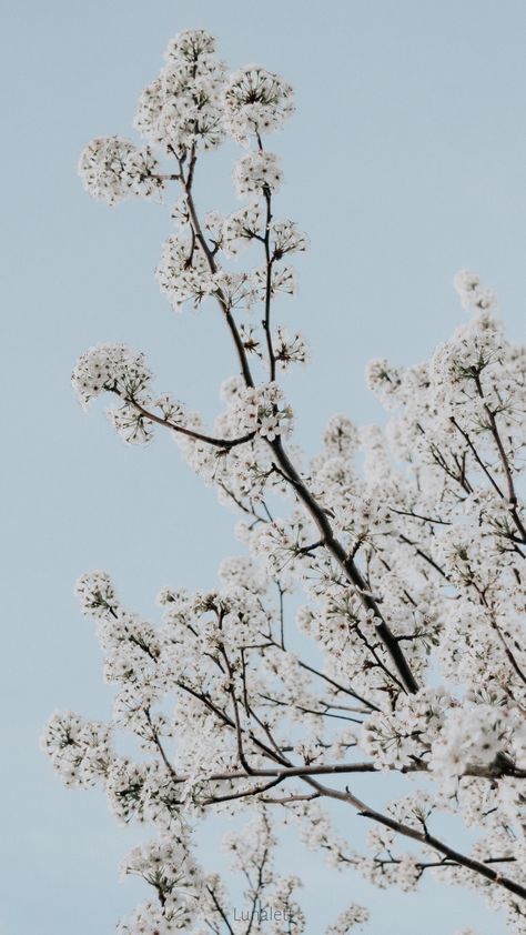 #Wallpapers #aesthetic #minimalist #flowers #spring Minimalist Watch Wallpaper, Iphone 6 Flower Wallpaper, Aesthetic Spring Wallpaper, Minimalist Watch, Minimalist Flowers, Room Refresh, Aesthetic Spring, Plant Wallpaper, Spring Wallpaper