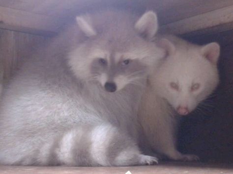 Albino raccoons Albino Raccoon, Pet Raccoon, White Animals, Cute Raccoon, Trash Panda, Bestest Friend, Pretty Animals, Silly Animals, Fluffy Animals