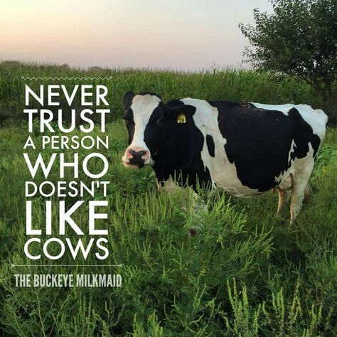 Trust... unless it is a mad momma cow, they are scary to look straight in the face Cows Quotes, Cattle Quotes, Farm Life Quotes, Livestock Quotes, Cow Quotes, Farm Humor, Cow Stuff, Country Girl Life, Show Cattle