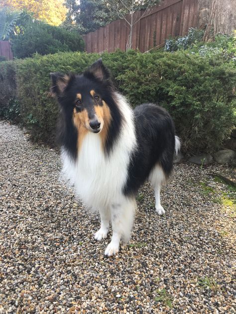 Dog Apocalypse, Rough Collies, Therapy Dog, Real Dog, Dream Dog, Rough Collie, Shetland Sheepdog, Collie Dog, Service Dog