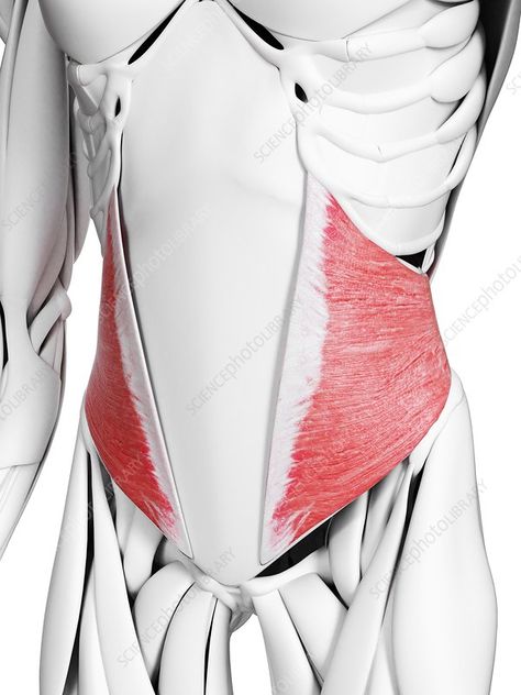 Internal oblique muscle, illustration - Stock Image - F027/2515 - Science Photo Library Muscle Illustration, Computer Illustration, Human Muscle Anatomy, Man Anatomy, Muscle Anatomy, Anatomy For Artists, Science Photos, Model Drawing, Anatomy Drawing