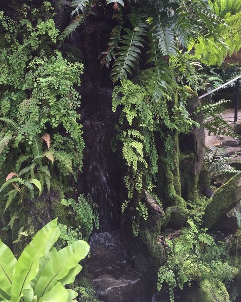 Ferns, trickling waterfalls and reflecting pools;  a wonderful place to explore in all seasons. #Fernery #Ferns #VisitPa #VisitPhilly #FamilyFun Fern Grotto, Small Water Gardens, Tropical Greenhouses, Garden Water Feature, Indoor Waterfall, Home Greenhouse, Asian Garden, Planting Plan, Beautiful Places Nature