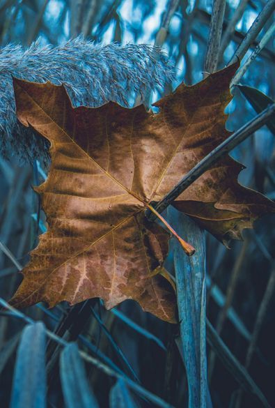 ~•✿•~ Photo Bleu, Brown Teal, Blue Cottage, Brown Aesthetic, Belleza Natural, Blue Aesthetic, Blue Hues, Color Combos, Color Inspiration