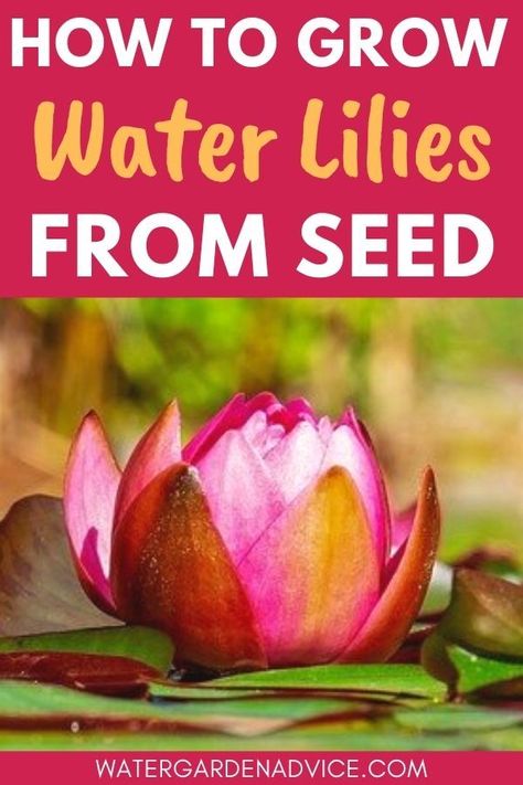 Planting water lily seeds Growing Lilies, Sweet Smelling Flowers, Lily Seeds, Bog Plants, Backyard Pond, Water Lilly, Plant Problems, Pond Plants, Lily Plants