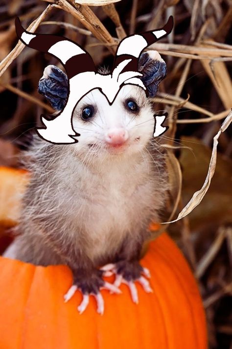 Cute Possum Pictures, Possum With Fairy Wings, A Human Called Me A Possum, Moxxie Possum, Cute Possums, I Am Not A Possum, Possum Pfp, White Possum, Possum Costume