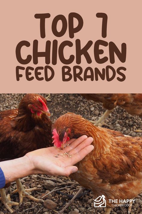 When it comes to feeding your flock, it’s important to know good quality food from poor quality food. With that said, here are the top 7 chicken feed brands that you should consider for your flock! Feeding Chickens Egg Shells, What To Feed Chickens, Feed Chickens, Cow Pen, Feeding Chickens, Homesteading Life, Urban Chicken Farming, Beginners Gardening, Chicken Mama