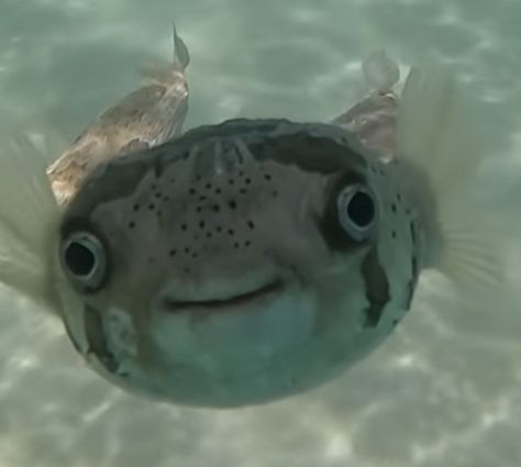 Fish Looking At Camera, Fish With Big Lips, Goofy Fish, Fish Pfp, Silly Fish, Fish Facts, Smiling Fish, Fish In Water, Fish Funny