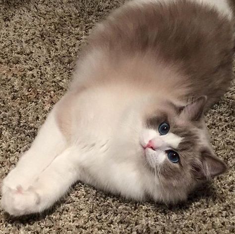 Ragdoll Cat Aesthetic, Ragdoll Kittens, Ragdoll Cats, Ragdoll Kitten, Ragdoll Cat, Willow Tree, Cat Aesthetic, Cute Cats And Kittens