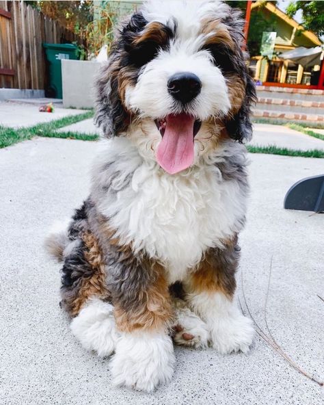 Mixed Breed Puppies, Cute Poodle, Doodle Dogs, Mini Goldendoodle Puppies, Bernedoodle Puppy, Really Cute Puppies, Super Cute Puppies, Cocker Spaniel Puppies, Dog Essentials