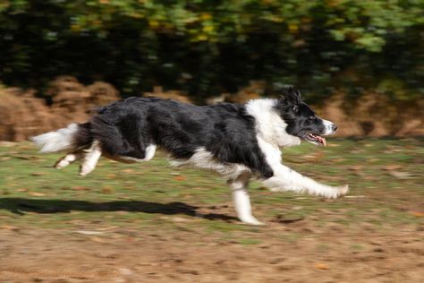 Black-and-white Border Collie running Border Collie Running, Border Collie Pictures, White Border Collie, Running Photos, Dog Poses, Running Style, Life Vision, Border Collie Dog, Border Collies