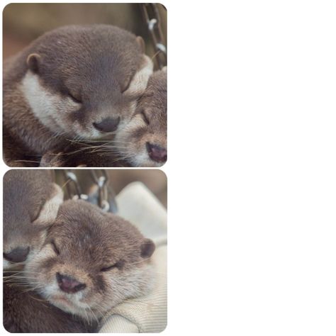 Cute Otter Matching Pfp, Matching Otter Icons, Matching Otter Pfp, Otter Pfp, Animal Pfp, Otter Drawing, Sea Otters, Matching Profile, Sea Otter