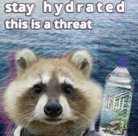 Drink Your Water, Trash Pandas, Cute Raccoon, Raccoon Funny, Trash Panda, Silly Animals, Racoon, Wholesome Memes, Find You