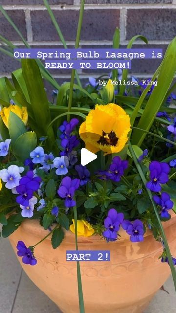 Love The Garden Australia on Instagram: "Remember Melissa’s bulb Lasagne project? 🌷 Lots of you wanted to know how it worked out, so we documented its growth every step of the way and this is the result. 🙌
.
.
.
.
.
#bhgaus #gardenhacks #bulbplanting #flowerbulbs #aussiegardener #containergardening #gardentips #springflowers #gardenknowhow #pottedgarden" Bulb Lasagna, Bulb Lasagne Combinations, Bulb Lasagne Combinations Uk, Bulb Lasagne, Spring Bulb Lasagne, Spring Bulb Lawn, Spring Bulb Meadow, Bulb Flowers, Planting Bulbs