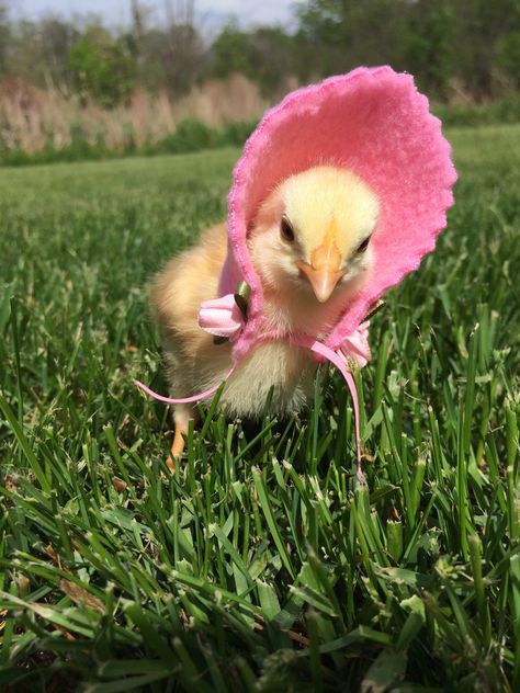 Baby Francine sporting her new pink bonnet. Photo by Nichole R. Merren Preppy Island, Turkey Chicks, Ducks Funny, Silly Birds, Pink Bonnet, Chicken Wallpaper, Baby Chicks Raising, Chick Outfit, Baby Chicken