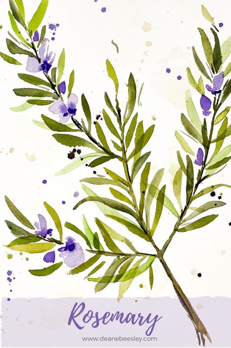 Lovely rosemary plant painted in watercolor. Herb collection ready to frame. Flowering plant. #watercolor #rosemary Rosemary Plant Drawing, Rosemary Painting, Rosemary Drawing, Rosemary Art, Spring Watercolors, Watercolor Rosemary, Herb Collection, Rosemary Flower, Thyme Flower