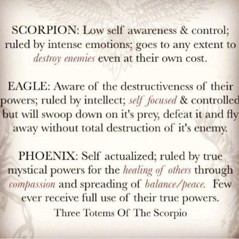 3 totems of Scorpio Scorpio Things, All About Scorpio, The Power Of Three, Totem Tattoo, Power Of Three, Astrology Scorpio, The Scorpions, Scorpio Traits, Scorpio Girl