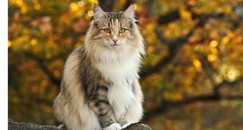 Everything You Need to Know About the Norwegian Forest Cat Big House Cats, Chat Sphynx, Most Popular Cat Breeds, Nebelung, Popular Cat Breeds, Long Haired Cats, Siberian Cat, Norwegian Forest, Forest Cat