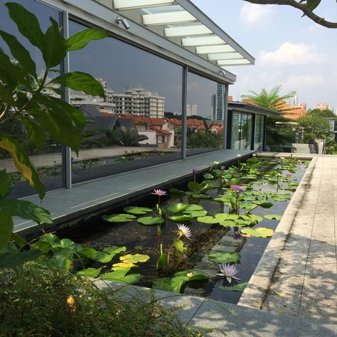 The architect incorporated a range of greenery and water features around this house, including climbing plants to provide privacy and shade. Pond In Living Room, Lotus Pond At Home, House Pools, Landscape Residential, Garden Escape, Water Body, Water Lily Pond, Natural Pond, Party Hall