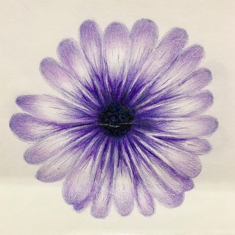 Ellens Sketchbook on Instagram: “Osteospermum ‘Soprano Purple’ a.k.a Cape Daisy #purpleflower #pencilcrayonart #colouredpencils #purple #violet #lavender #drawing #art…” Purple Pen Drawing, Lavender Drawing, Cape Daisy, Daisy Drawing, Purple Pen, Color Collage, Purple Daisy, Pencil Crayon, Pencil Sketches