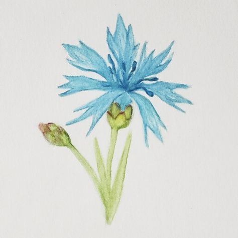 cornflower watercolor pencils Colour Art, Coloured Pencils, Watercolour Tutorials, Watercolor Pencils, 3d Flowers, Different Flowers, Painting Art Projects, Water Colour, Flower Tutorial