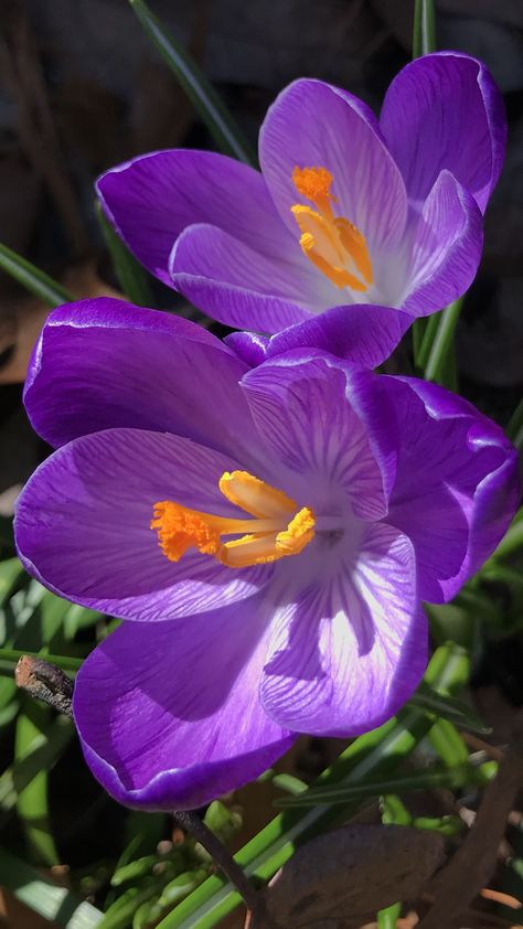 Crocus Bouquet, Purple Flowers Garden, Macro Photography Flowers, Crocus Flower, Flower Close Up, Macro Flower, Flowers Photography Wallpaper, Unusual Flowers, Rare Flowers