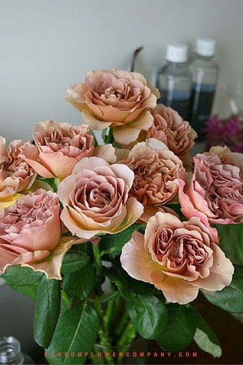 Cafe Latte garden rose Cafe Latte Rose, Brown Roses, Garden Roses, Rose Varieties, Garden Cafe, Brown Flowers, Cut Flower Garden, Lavender Roses, Flower Names