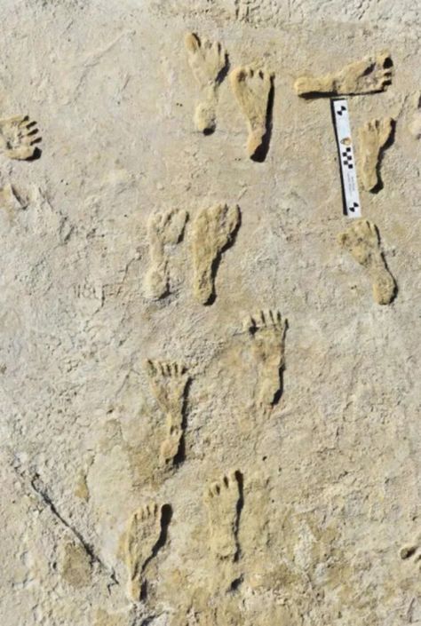 Prehistoric Footprints Push Back Timeline of Humans' Arrival in North America | Smart News | Smithsonian Magazine Ground Sloth, Cultural Artifact, Fossil Bones, Oldest Human, Early Humans, Ancient Persian, Archaeological Finds, First Humans, Bournemouth