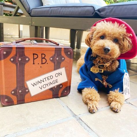 Adorable Paddington Bear dog Halloween costume with briefcase Party Bus Birthday, Dog Halloween Costume, London Party, Puppy Accessories, Paddington Bear, Bear Dog, Party Bus, Dog Halloween Costumes, Dog Costume