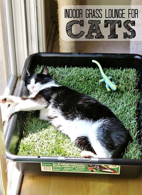 Make a grass lounge for your indoor cat with a cement mixing pan and a sheet of sod from your local hardware store. (Only $10 for the tray and sod, new sod costs about $2.50 in our area and lasts up to 5 days indoors.) Diy Jouet Pour Chat, Katt Hus, Katt Diy, Kat Diy, Chat Diy, Katt Grejer, Diy Cat Toys, Lady Cat, Cat Hacks