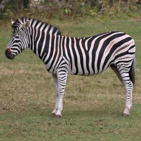 Plains Zebra, Dog Stencil, Zoo Animals Photography, Zebra Art, Tropical Animals, Animated Animals, Charcoal Art, Cute Animals Images, African Wildlife