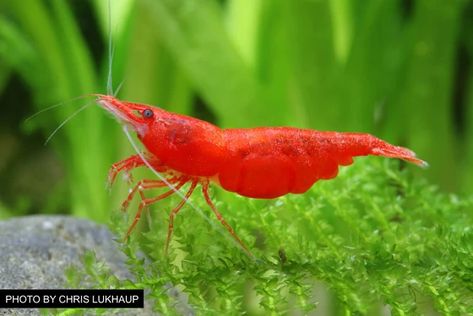 Overview of Freshwater Dwarf Shrimp – Popular Types, Care, Diet & More - Aquarium Co-Op Amano Shrimp, Red Cherry Shrimp, Shrimp Farming, Tiger Shrimp, Cake Pizza, Cherry Shrimp, Shrimp Tank, Prawn Shrimp, Pizza Sandwich