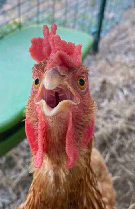 Chicken Looking At Camera, Rooster Aesthetic, Cinnamon Queen Chicken, Cinnamon Queen, Pet Chicken, Chicken Pictures, Peaceful Heart, Beautiful Chickens, Cute Chickens