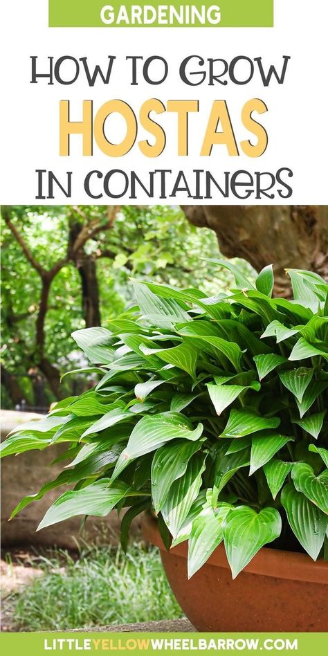 Hostas In Containers, Hostas In Pots, Plants In Containers, Shade Loving Perennials, Gardening Guide, Ideas For Flowers, Container Gardening Ideas, Hosta Plants, Beginner Gardening