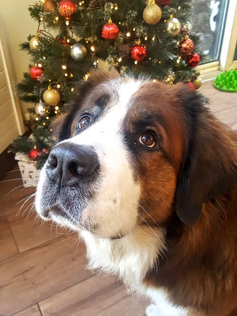 Saint Bernard Fursona, Big Fluffy Dogs, Karelian Bear Dog, St Bernards, Saint Bernards, St Bernard Puppy, Merry Christmas Dog, St Bernard Dogs, Bernard Dog